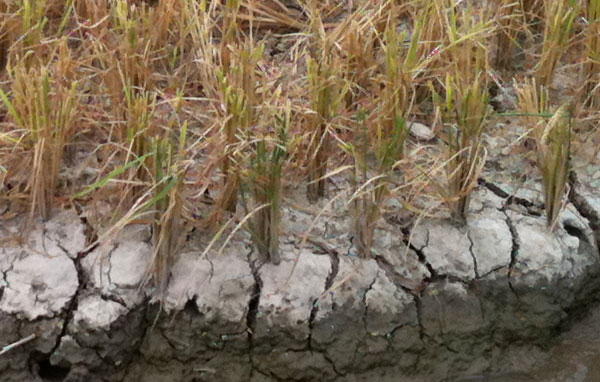 Vietnam: The Father Who Begged for Water